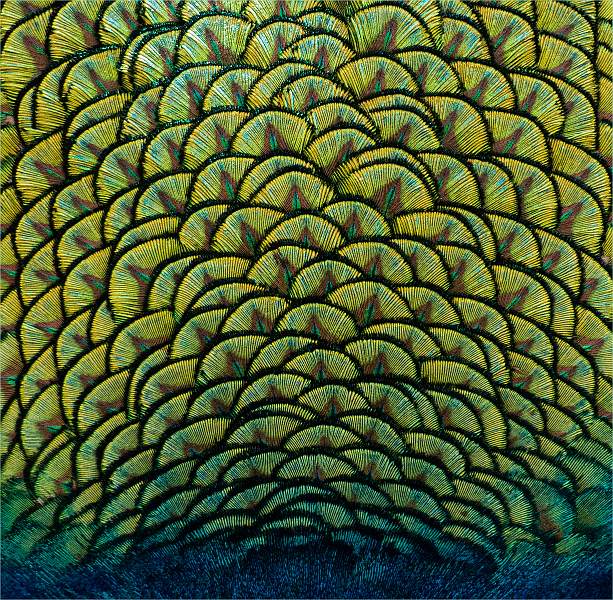 Peacock Feather Detail_Marion Rose.jpg